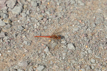 A male Red-veined darter dragonfly (Sympetrum sanguineum) on the Havel canal (Havelkanal) hiking trail in Wustermark, federal state Brandenburg, Germany