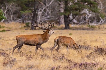 Deer, Red Deer - 532412858