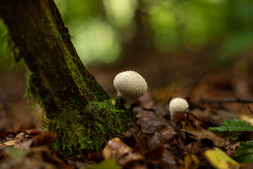 Common puffball mushrooms in group growing on the forest floor