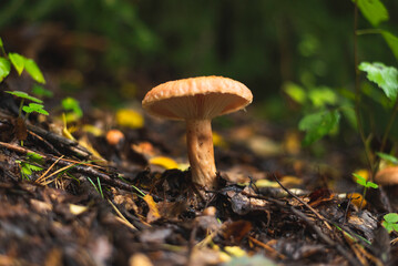 Saffron milk cap mushroom growing on the forest floor