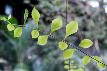 Macro shot of green plants