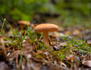 Saffron milk cap mushroom growing on the forest floor