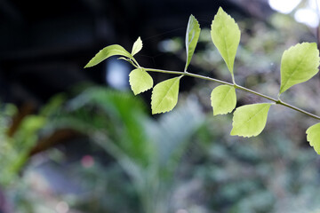 Macro shot of green plants