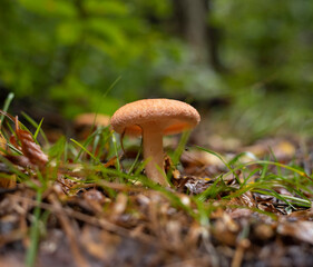 Saffron milk cap mushroom growing on the forest floor