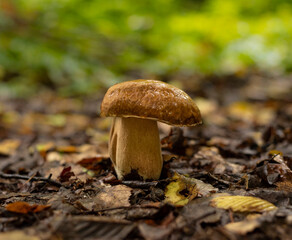 Fototapeta premium King of the mushrooms Boletus edulis , growing in forest
