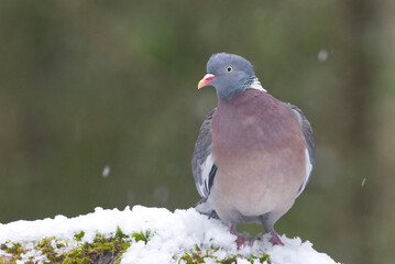 Common wood pigeon (Columba palumbus) sitting on a snowy rock in the forest in snowfall.