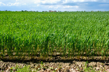 Winter wheat on gray soil on the outskirts of the city on a sunny day. Ukraine. 