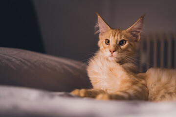 Adorable red puppy Maine Coon cat. Oldest natural breeds in North America. Orange cat with dense coat of fur and dog-like characteristics. Portrait of little indoor pet in bedroom.