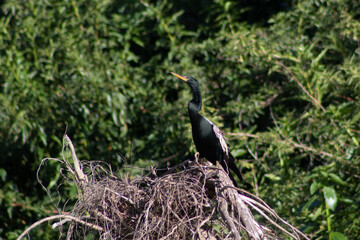 Anhinga