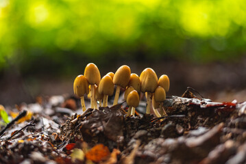 Coprinus Micaceus mushrooms growing in the group on forest floor