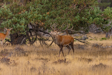 Red Deer, Deer. Mammals - 532415049