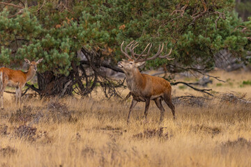 Red Deer, Deer. Mammals - 532415051