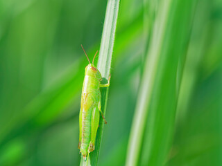 ススキの葉で休むバッタの幼虫