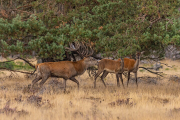 Red Deer, Deer. Mammals - 532415226