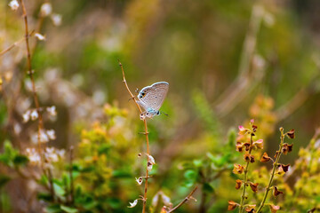 Polyommatus Icarus butterfly on a yellow flower