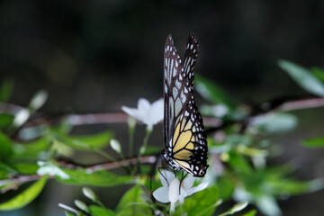 Butterfly background