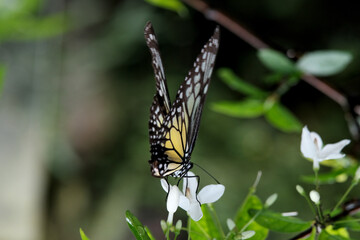 Butterfly background