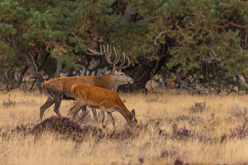 Red Deer, Deer. Mammals - 532415283