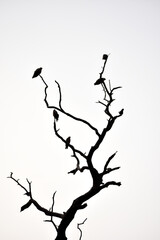 NEW DELHI, INDIA - October 5, 2020: Silhouettes of a bird flock on a tree