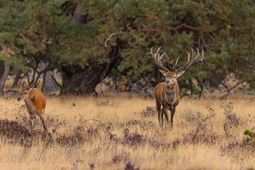 Red Deer, Deer. Mammals