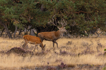 Red Deer, Deer. Mammals - 532415416