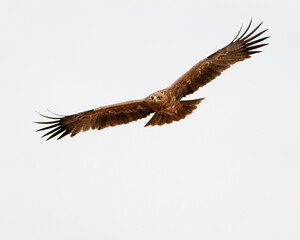 Tawny owl flying over the Ngorogoro Crater, Tanzania.