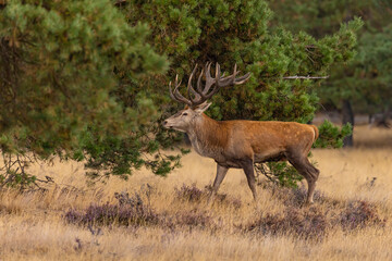 Red Deer, Deer. Mammals - 532415469