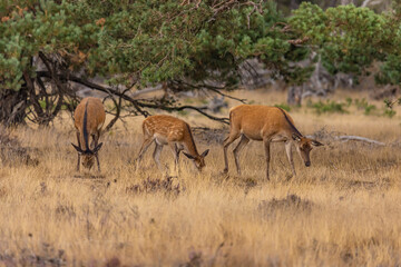 Red Deer, Deer. Mammals - 532415480