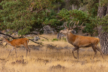 Red Deer, Deer. Mammals - 532415657