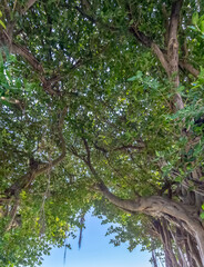 Gros plan sur Banian, Terre Sainte, saint-pierre, île de la Réunion 
