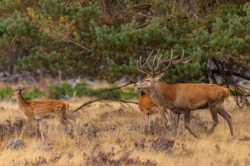 Red Deer, Deer. Mammals - 532415822