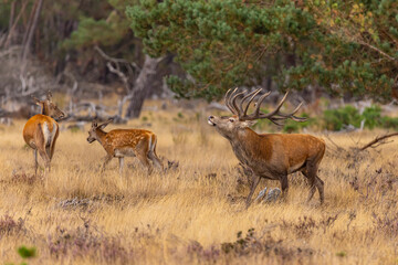 Red Deer, Deer. Mammals