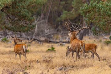 Naklejka na ściany i meble Red Deer, Deer. Mammals