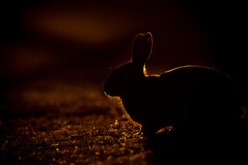 European rabbit backlit at sunset