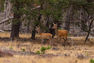 Red Deer, Deer. Mammals - 532416029