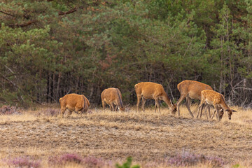 Red Deer, Deer. Mammals - 532416215