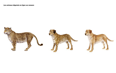 chien labrador déguisé en panthère, animaux déguisés, mammifère, sauvage, animal, faune, cou, création, drôle, jardin zoologique, safari, balle masqué, nature