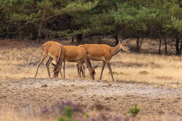 Red Deer, Deer. Mammals - 532416271