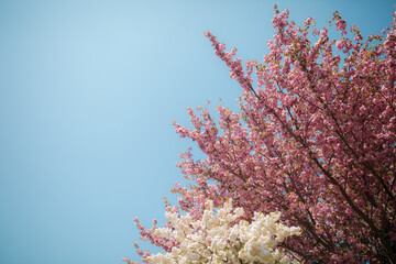 a cherry blossom tree in spring