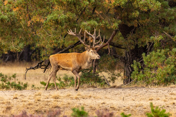 Red Deer, Deer. Mammals - 532416474