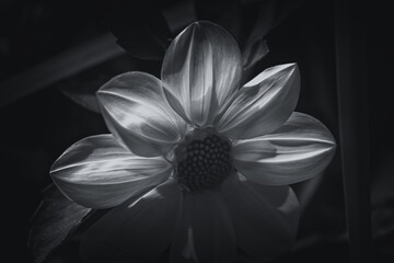 black and white monochrome, transparent sunlit dahlia flower
