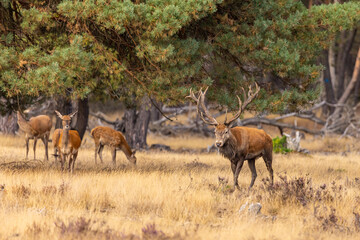 Red Deer, Deer. Mammals - 532416614
