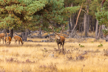 Naklejka na ściany i meble Red Deer, Deer. Mammals