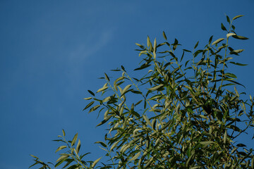 willow branch with green leaves against blue bright sky. Summer background.