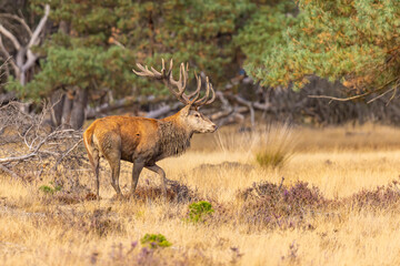 Red Deer, Deer. Mammals - 532416852