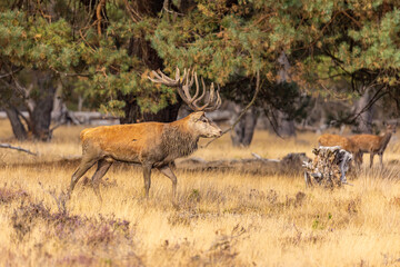 Red Deer, Deer. Mammals - 532416889
