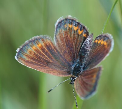 A close-up photo of a butterfly. Insects in nature.