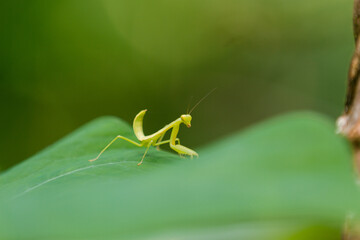 Praying Mantis 