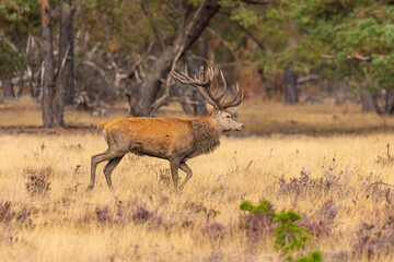 Deer, Red Deer. Mammals - 532418226