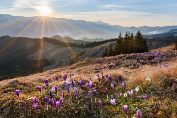 violet flowers on a snowy mountain background